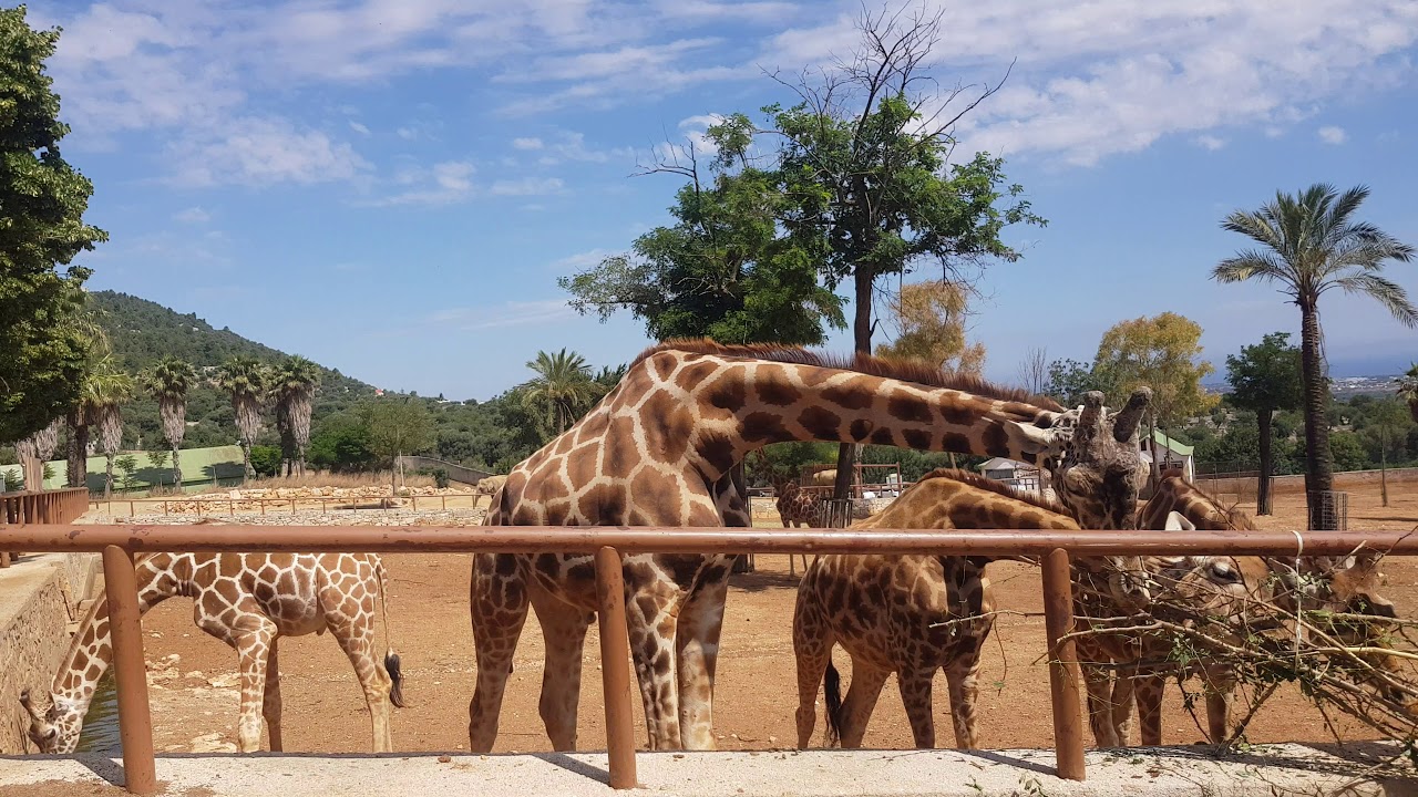 safari zoo rimini