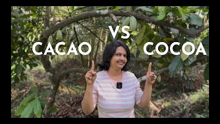 Cacao vs Cocoa | Cocoa Powder vs Cacao Powder | Difference between Cocoa and Cacao | KOKO PODS