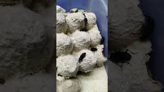 my healthy Colony of Superworm beetles #pigfeed #food #pig #nature #fishfood #satisfying #petfood