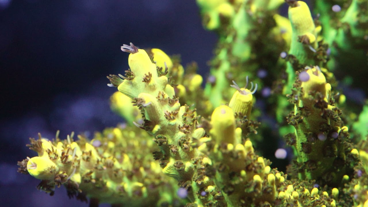 FarmerTy - Incredible Video of Completely Tank-Grown Acropora Colony Spawning