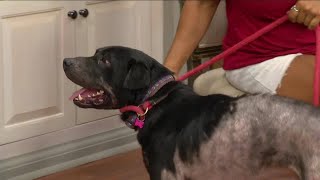 Angels of Assisi Pet of the Week:  Meet Mysterio!