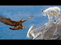 Incrível... a águia faminta não conhece piedade!! Vida selvagem no mundo animal