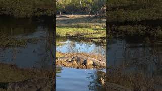 Large Crocodile Sighted on the Zambezi River