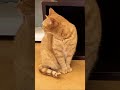 初めての猫カフェでツンを体験する〜偽物の本物。1st Singleにのせて〜