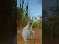 The Sifaka Lemur 🐒 Hopping Sideways Through Madagascar's Canopy 🌳 #shorts #lemur