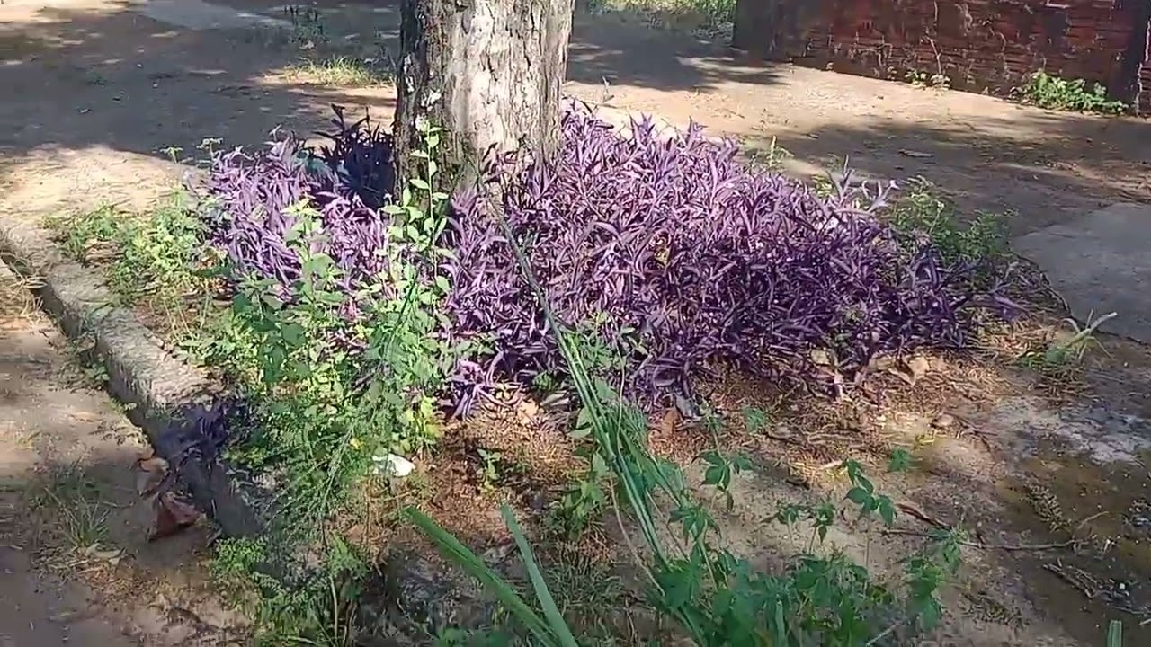 Gente lembrando que gravei esse vídeo na quarta feira 😁,hoje estou publicando 😘🙏