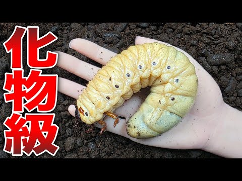 Trauma Level The World S Largest Rhinoceros Beetle Larvae Have Grown So Big It S Scary