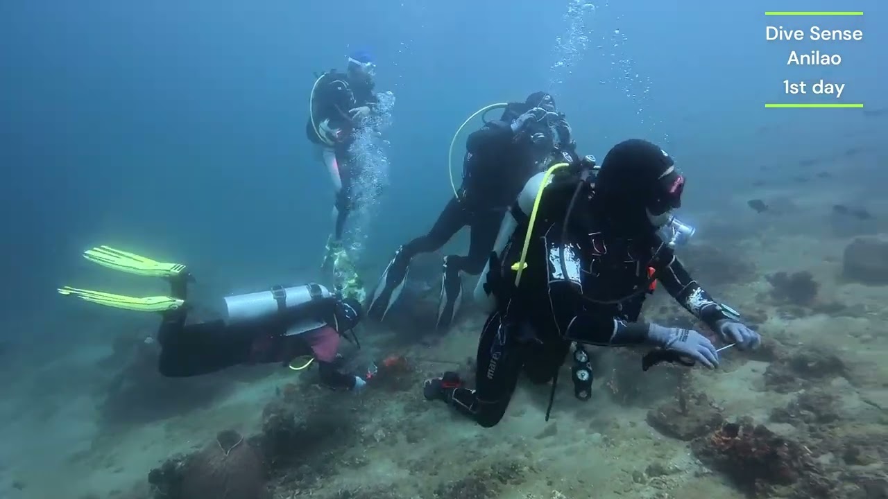#Anilao #philippines #batangas #scubadiving #diving #divesense