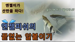 엔젤피쉬 새끼 알붙이기