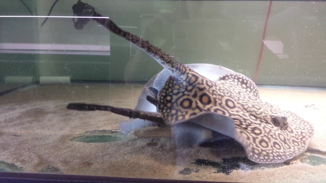 Marble motoro stingray breeding WARNING explicit content!!