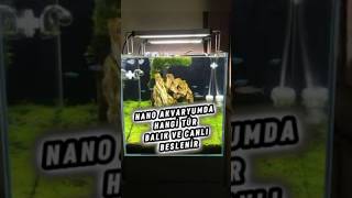 Nano Akvaryumlar Ik Ik