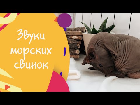 Звуки морских свинок. Что они означают?