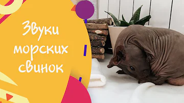Звуки морских свинок. Что они означают?