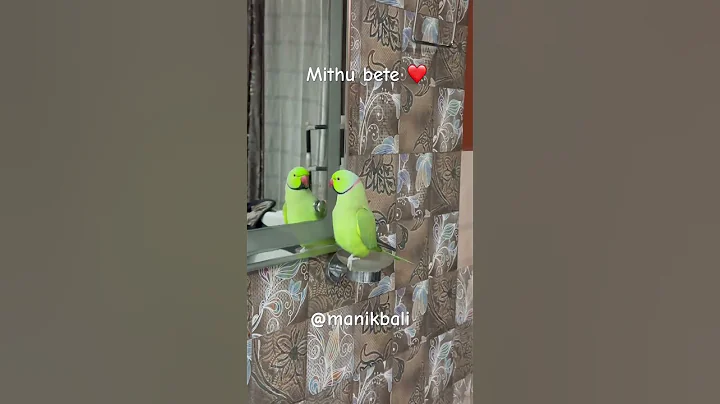 Video 11900271: cat funnycats animals, cat funny animals