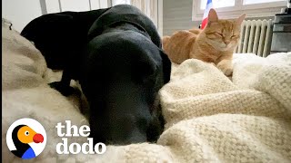 Kittens Choose Awkward Dog To Be Their Big Brother | The Dodo Odd Couples