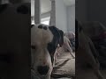 emotional support. #dog #dogs #dogshorts #puppy #bully #pitbull #bulldog #pittie #achilles #k9 #dogo