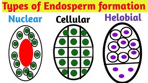 Types of Endosperm formation | Nuclear type, Cellular type, Helobial type | Pravin Bhosale