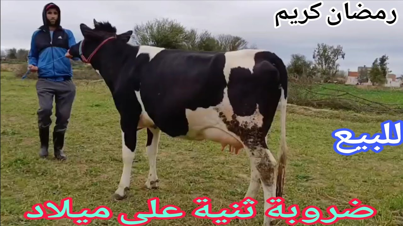 تباااارك الله💫 ضروبة على ميلاد 🌟إتصل 06.15.86.28.07📞 ألو سي واليد نواحي الغرب🇲🇦 