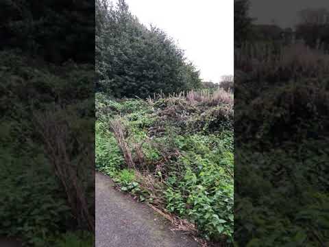 Is My Friend On Drugs Jumping Into Nettles 