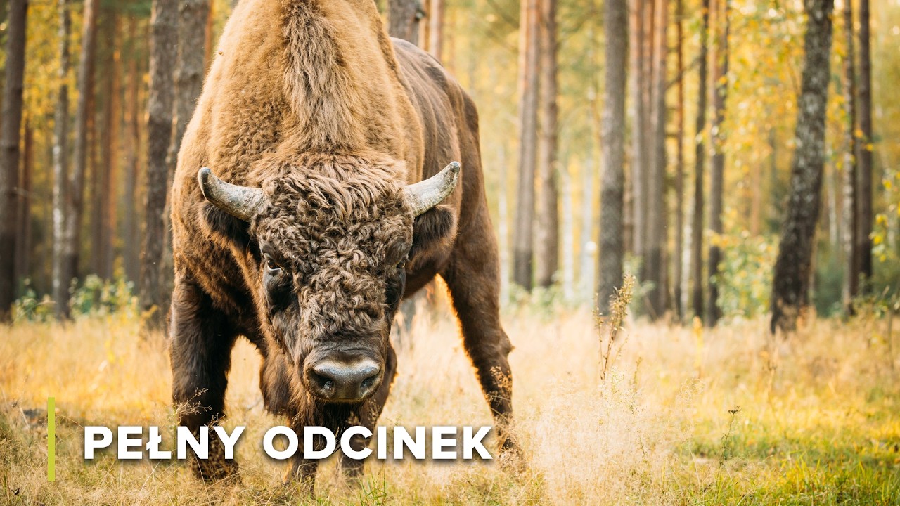 Równowaga Życia Leśnego w Górach Skalistych | Dzika Góry Skaliste 104
