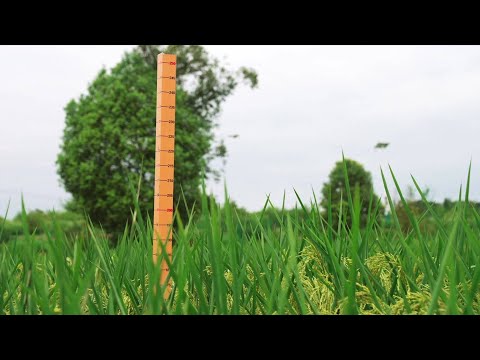 2-meter-high hybrid rice grows well in China's Chongqing