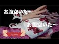 【ASMR音フェチ】おぉ！今日も鳴りまくったお。（tummy sound・Mouth sound）【ASMR癒しのしずく】