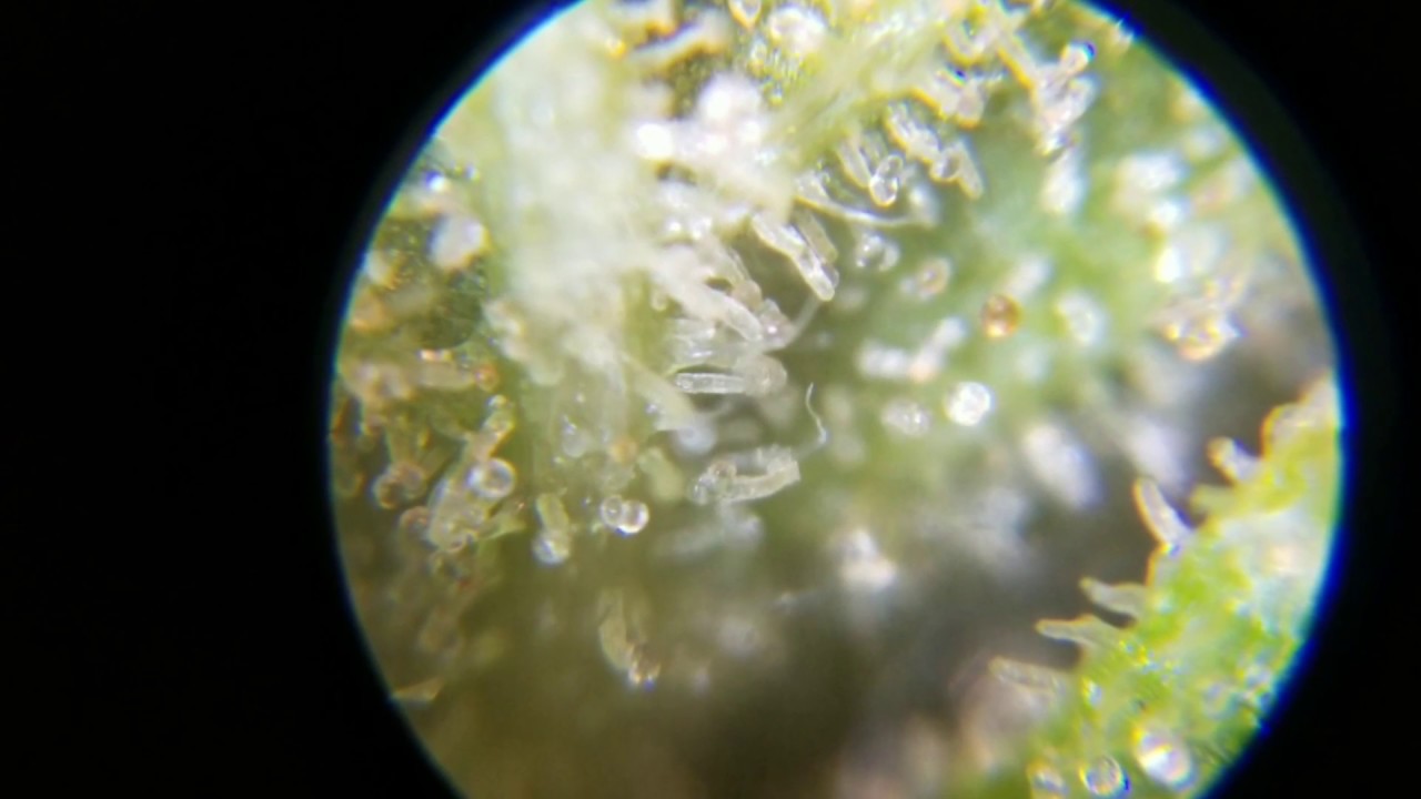 When to harvest marijuana buds? THC DEGRADES INTO CBN over time, read description for clarification