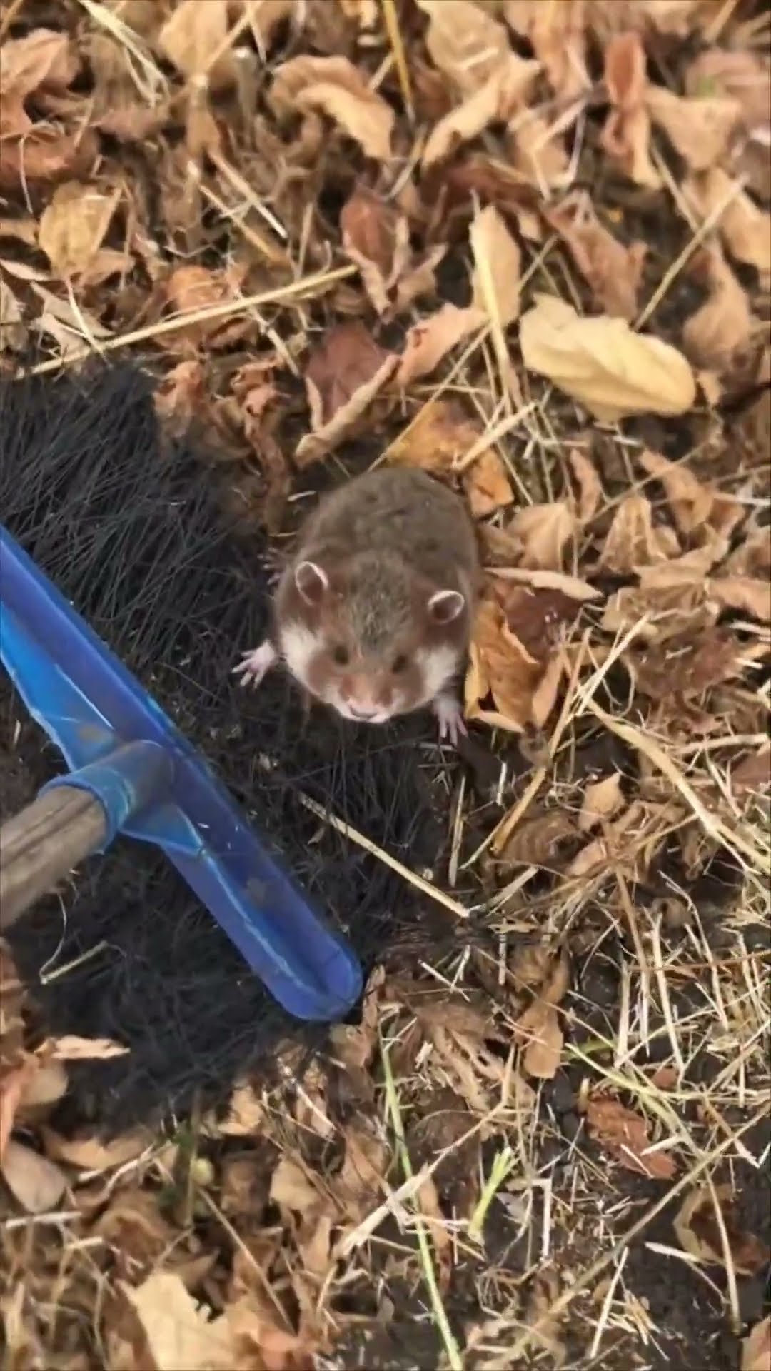 Feisty Wild Hamster Refuses to Yield Against Man With Broom