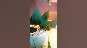 ديكورمنزل داخلي متميز مع تلاوة عطرة لسورة الإخلاص #ديكور_داخلي #تلاوة_خاشعة #بيوت_منورة #القرآن