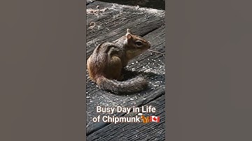 Busy Day in Life of Chipmunk