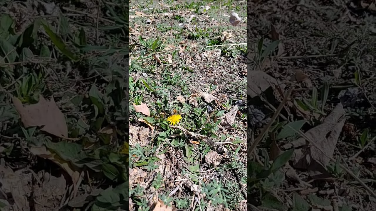 Feeding on dandelion nectar 