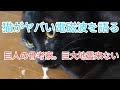 猫に絶大な影響を与える電磁波対策をみんなで語る。巨人の骨考察。カタカムナ巨大地震来ない配信