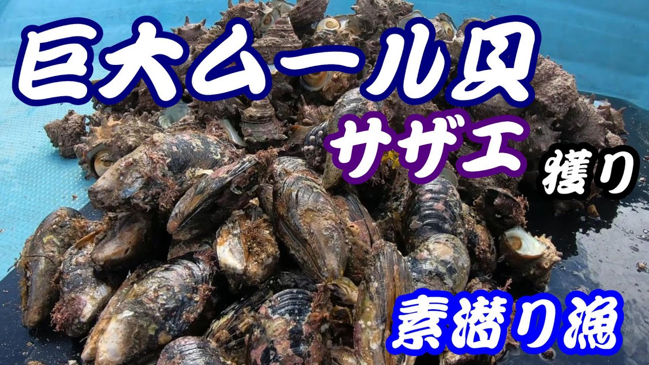 【京都 舞鶴】綺麗な海で巨大ムール貝とサザエを獲りに行きました！【素潜り漁師】
