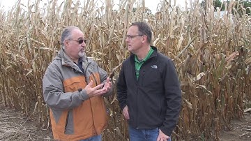 Corn School: Distinguishing tar spot from common rust