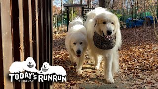 散歩に呼ばれたので仲良く歩いてきたルンルンとアランです　Great Pyrenees　グレートピレニーズ