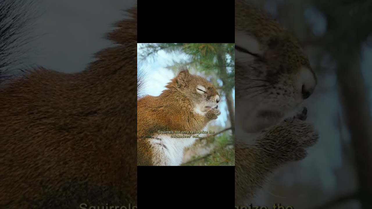 Hawk preadiator in Jungle but small birds,small animals , and communication and saves friends life.