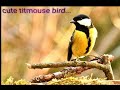 Amazing titmouse bird very nice ggpk