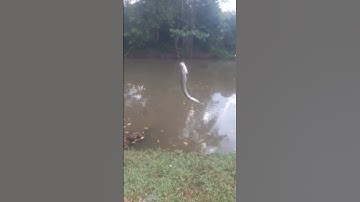 câu cá thác lát giật sướng tai #shorts