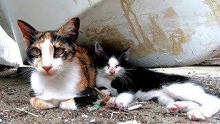 遊び疲れて母猫に甘える子猫