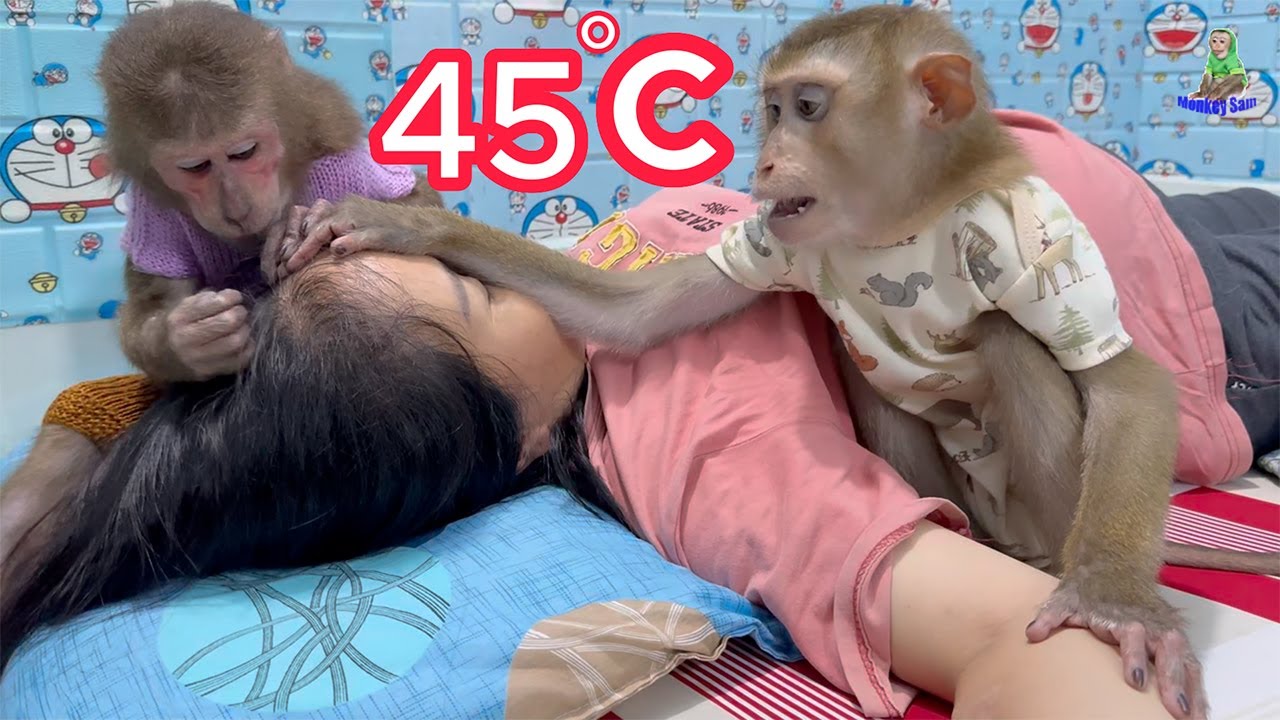 Mom has a fever of 45 degrees Monkey Sam is worried
