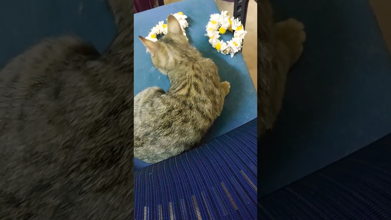 Fearless Feline Cat's Terrifying Jungle Exploration