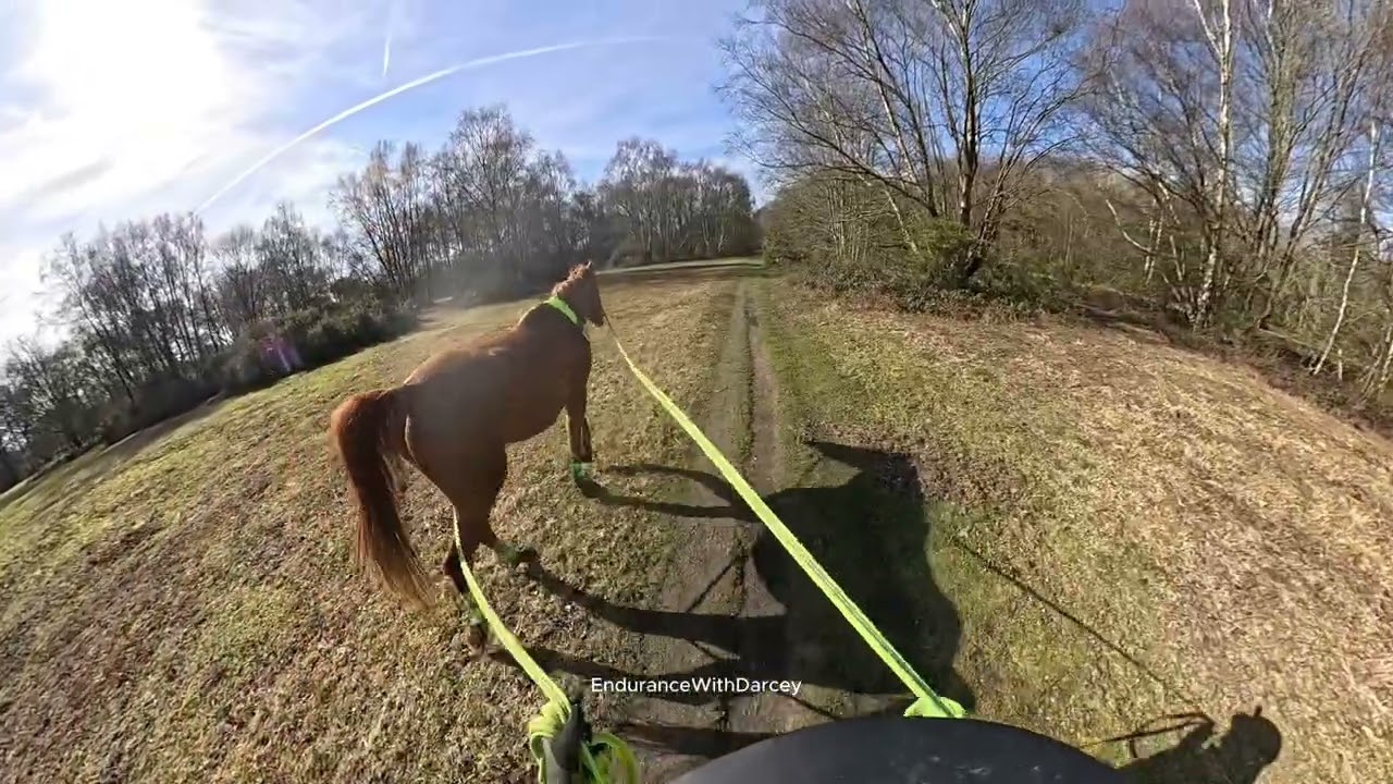 Я веду своего молодого коня Лео на длинных поводьях в его копытных ботинках!