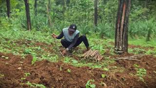 Propagating Crops: Preparing Cassava Stems for Planting #RuralAgriculture #TraditionalFarming