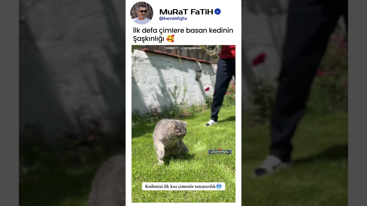 Bu Yeşil Şeyler De Ne?!" – Çime İlk Defa Basan Kedinin Dramı 😂