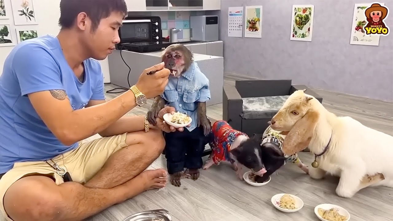 How happy Monkey YoYo Jr is with dad