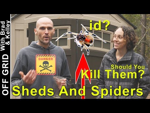 How To Identify a Brown Widow Spider In Your Shed - Should you kill them?