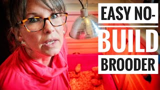 Brooding Chickens in My Pantry | 1 Week Update