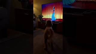 Belly Dance With My Funny Dog Part 2