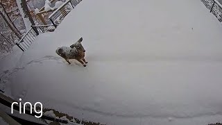 Please Take a Minute and Watch This Gorgeous Deer in the Snow | RingTV