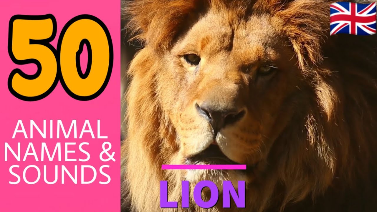 50 Animal Names + Sounds | Educational learning for kids | English